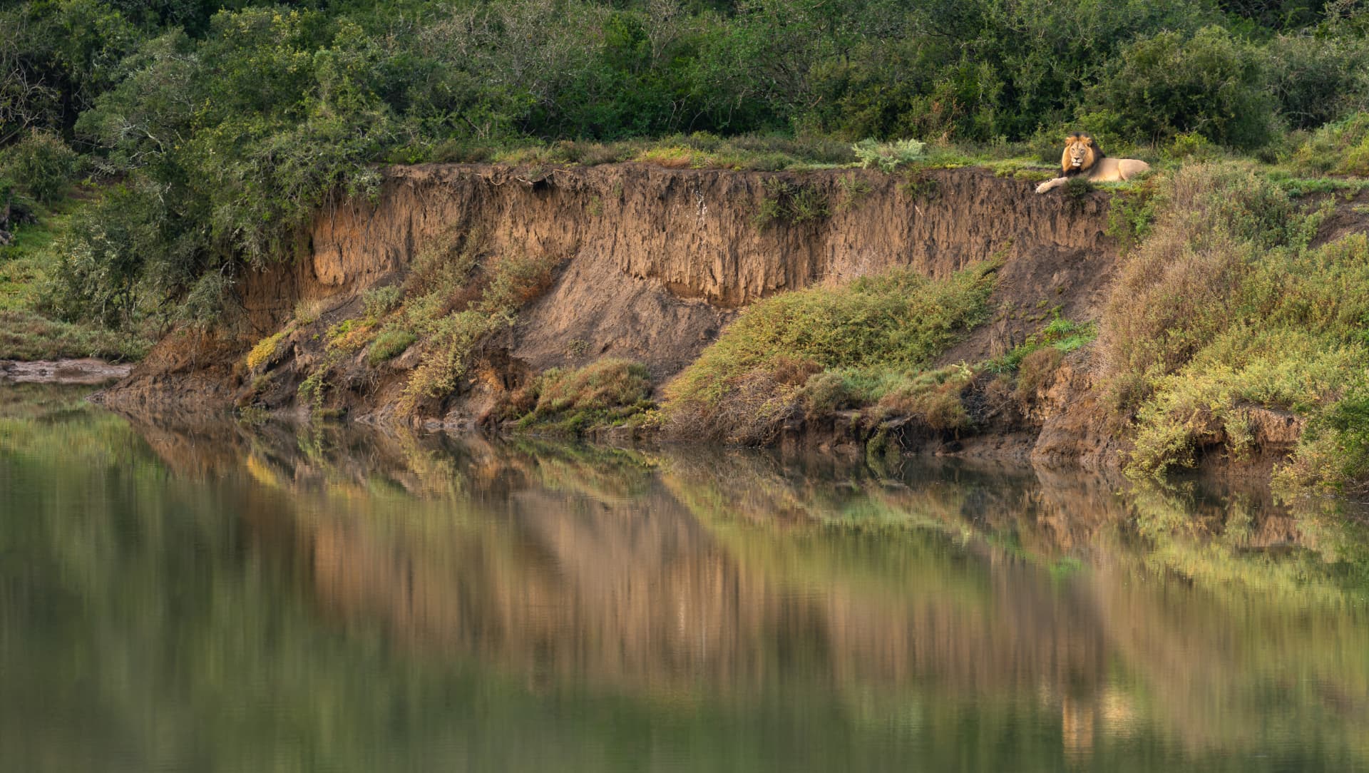 A male lion resting on the bank of a river